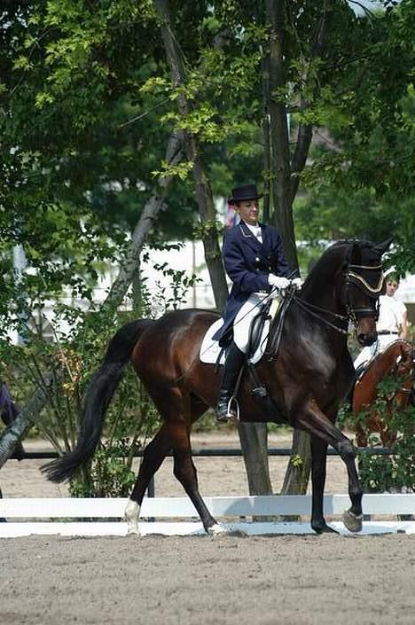 Trakehner Zion - Junior mesterskab 06 billede 15