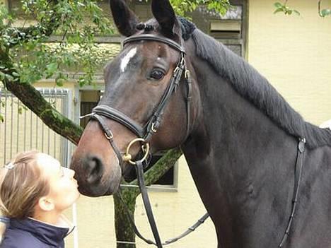 Trakehner Zion billede 16