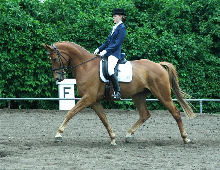 Dansk Varmblod Lykkehøjs Hermés (solgt) - til stævne i Nordvestsjællands rideklub hvor vi vandt LA6 med 71%, 8% over nr 2 :D billede 10