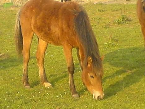 Anden særlig race Charlie FUNDET:) - her tager charlie så lige en bide græs. billede 1