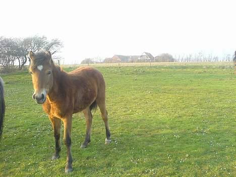Anden særlig race Charlie FUNDET:) - Her er han sørme igen. han er rigtig en dejlig lille trold:-D billede 2