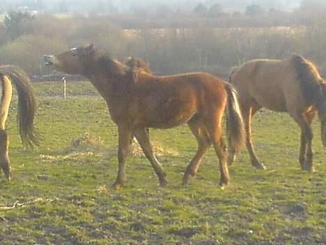 Anden særlig race Charlie FUNDET:) - Her er Charlie igen hvor han lige har mulen i vejret. billede 3