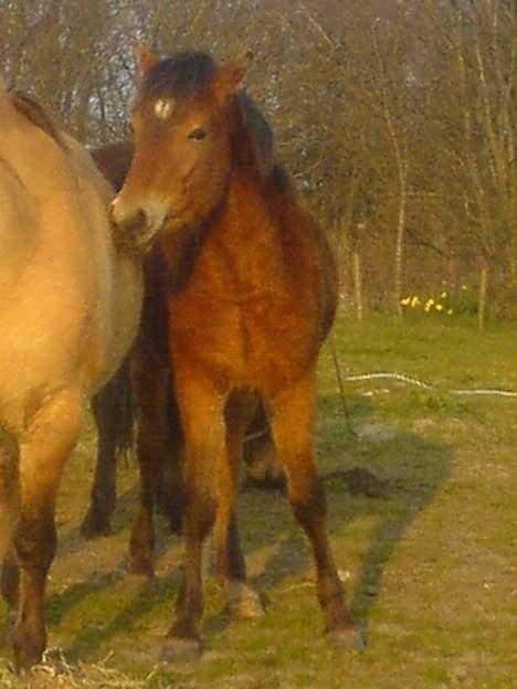 Anden særlig race Charlie FUNDET:) - Her står Charlie lige og gnubber en anden hoppe billede 4