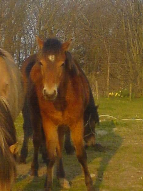 Anden særlig race Charlie FUNDET:) - Nysgerrie som han er så kigger han hen på mig billede 5