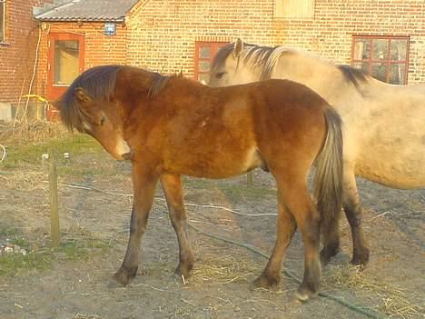 Anden særlig race Charlie FUNDET:) - Her gnubber han lige sig selv fordi det kløer. billede 7
