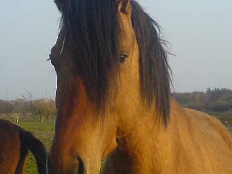 Anden særlig race Max FUNDET:) - her er max lige en andelse for tæt på men han er bare så skøn og kigger lige ind i kameraet..:-D billede 1