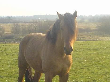 Anden særlig race Max FUNDET:) - hey smart hvad laver du??! er jeg ikke smukke synes du? det er du ihvertfaldt. billede 2