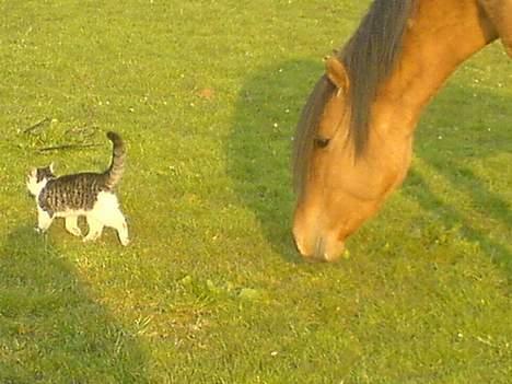 Anden særlig race Max FUNDET:) - kom her kity kity-kat billede 4