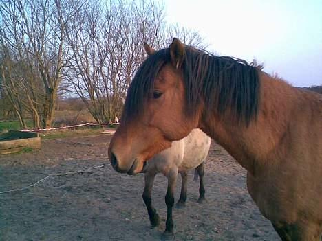Anden særlig race Max FUNDET:) - Køn er jeg da, det må i indrømme. billede 10