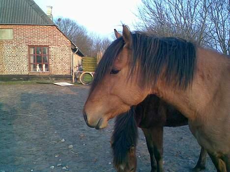 Anden særlig race Max FUNDET:) - Heej jeg er Max.. billede 11