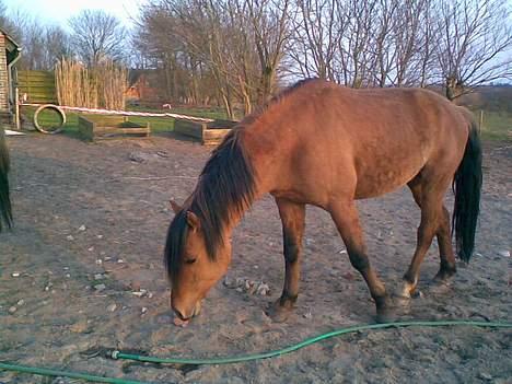 Anden særlig race Max FUNDET:) - Jeg skal lige undersøge om jeg kan rulle mig her. billede 12