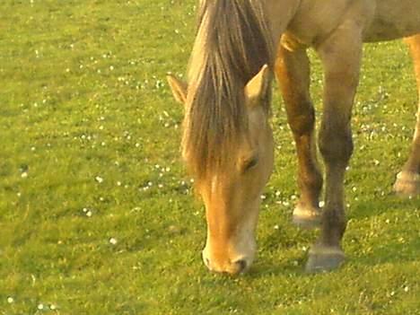 Anden særlig race Musse R.I.P:'( - forårs græs er godt:-D billede 1