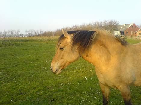 Anden særlig race Musse R.I.P:'( - Der er ikke noget bedre end fri natur.. billede 2