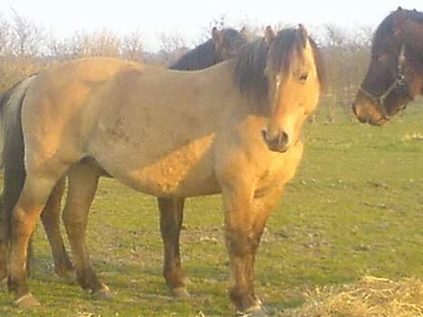 Anden særlig race Musse R.I.P:'( - Er det mig i kigger på? billede 3