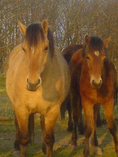 Anden særlig race Musse R.I.P:'( - Musse og Charlie står lige og stener. billede 4