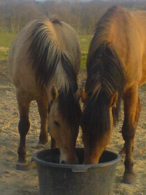 Anden særlig race Musse R.I.P:'( - En tår sammen med sønnen. billede 6