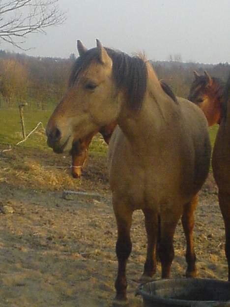 Anden særlig race Musse R.I.P:'( - Skønnere kan man da ikke blive end mig, vel? billede 7