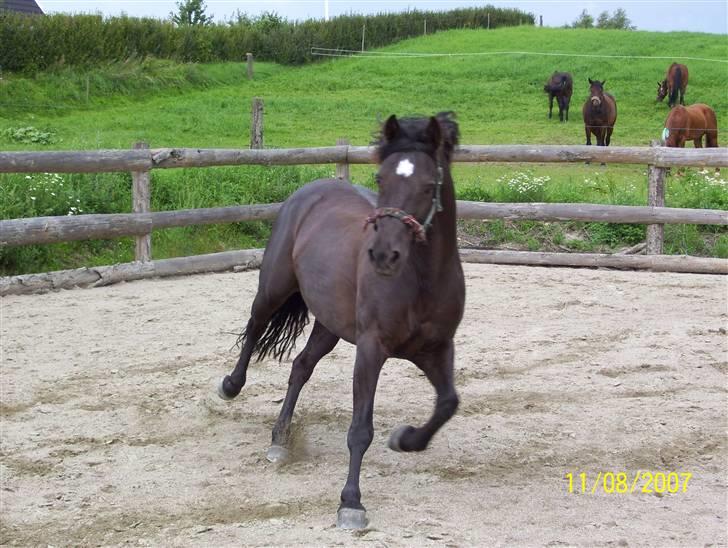 DSP Bakendrups Jessicca - halihaløj, og velkommen til jessiccas hjørne xD<3 billede 1