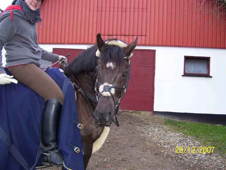 DSP Bakendrups Jessicca - kommet hjem efter en hæftiig ridetur xD billede 10
