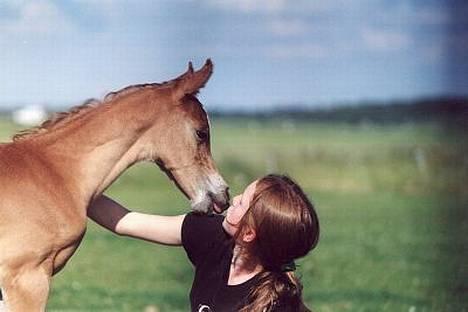 Arabisk fuldblod (OX) Cornicowah - den lille fine pige ikke ret gammel billede 1