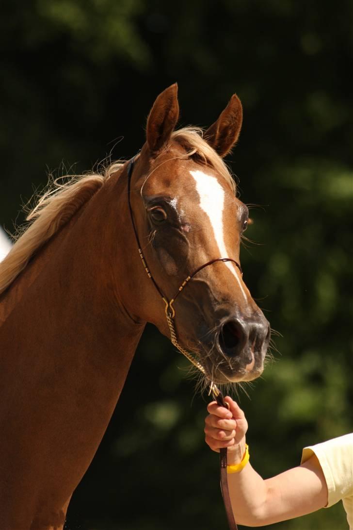 Arabisk fuldblod (OX) Cornicowah - Til nationalt show. Broholm.2008. 2. plads-. billede 2