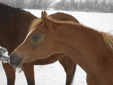 Arabisk fuldblod (OX) Cornicowah billede 3