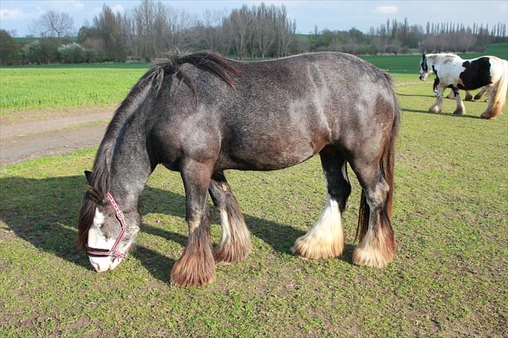 Tinker Chanti - Chanti 4 år :) 2010. Nu er hun klar til at blive redet, og hun er så dygtig til det. Hun er ved at lære det alt det basale uden sadel :)  billede 1