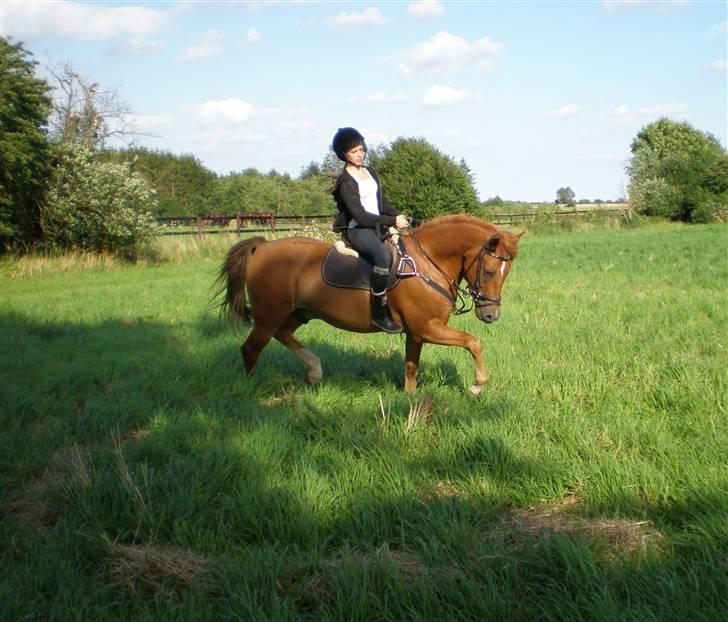 New Forest Tot - Fedte, sommeren 07' tror jeg billede 2