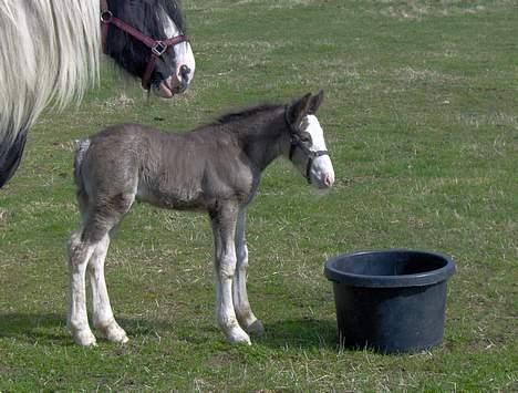 Tinker Chanti - Chanti 2 dage gammel. Med mor på folden. Er hun ikke sød??:) billede 4