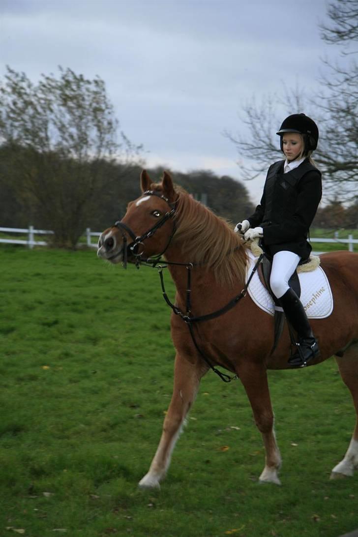 New Forest Tot - stævne. billede 7