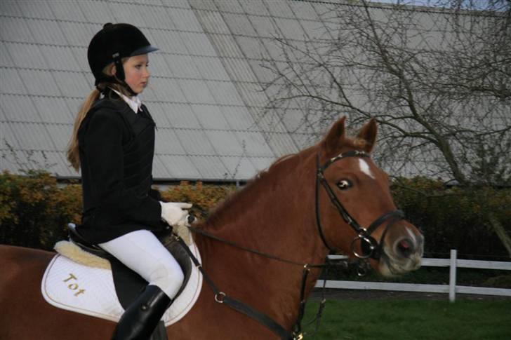 New Forest Tot - stævne billede 8