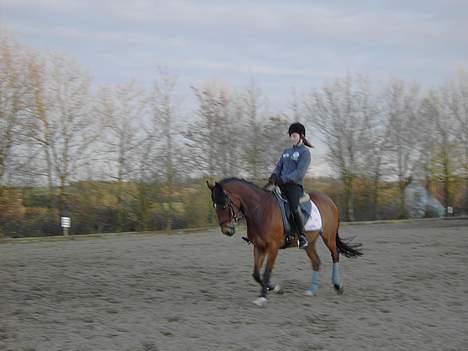 Hollandsk Sportspony Bobo (+Aflivet+) billede 14