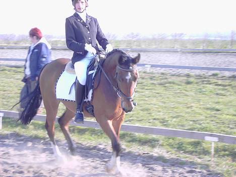 Hollandsk Sportspony Bobo (+Aflivet+) billede 15