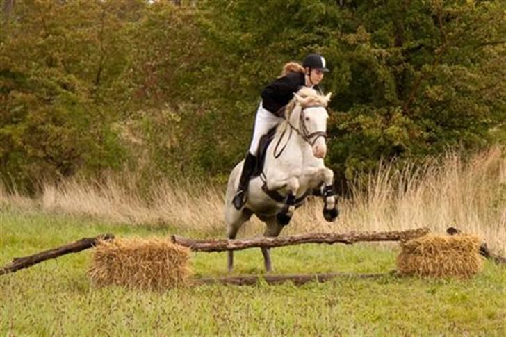 Welsh Cob (sec D) Funny - Jagt i vestskoven  billede 5
