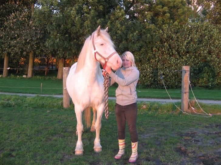 Welsh Cob (sec D) Funny - Mine 2 prinsesser. Smiler billede 6