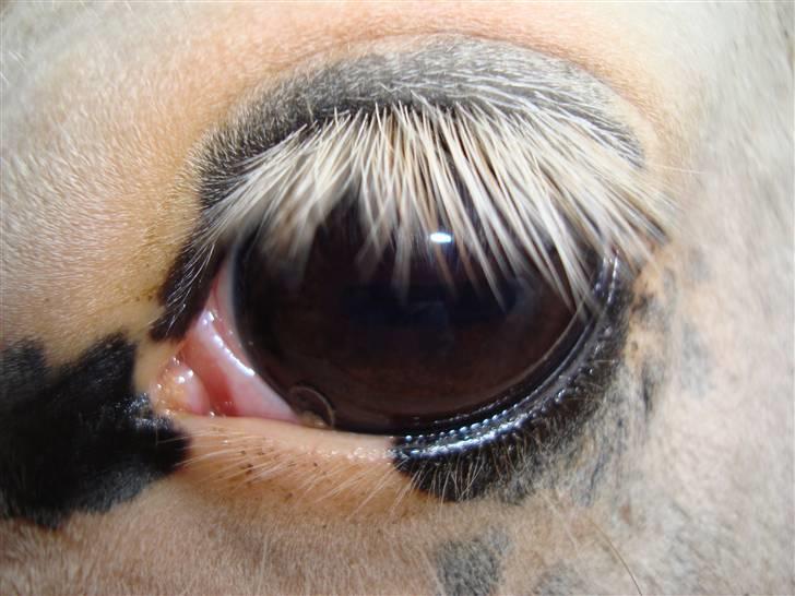 Welsh Cob (sec D) Funny - Nyt .. Funny plettede øje. billede 7