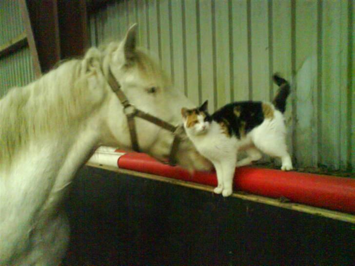 Welsh Cob (sec D) Funny - Funny hygger sig med "kat"  billede 8