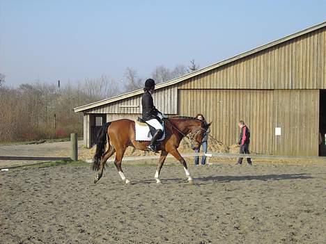 Hollandsk Sportspony Bobo (+Aflivet+) billede 17