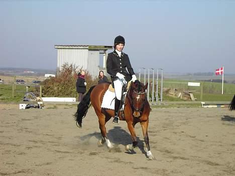 Hollandsk Sportspony Bobo (+Aflivet+) billede 18
