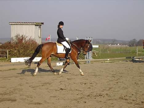 Hollandsk Sportspony Bobo (+Aflivet+) billede 19