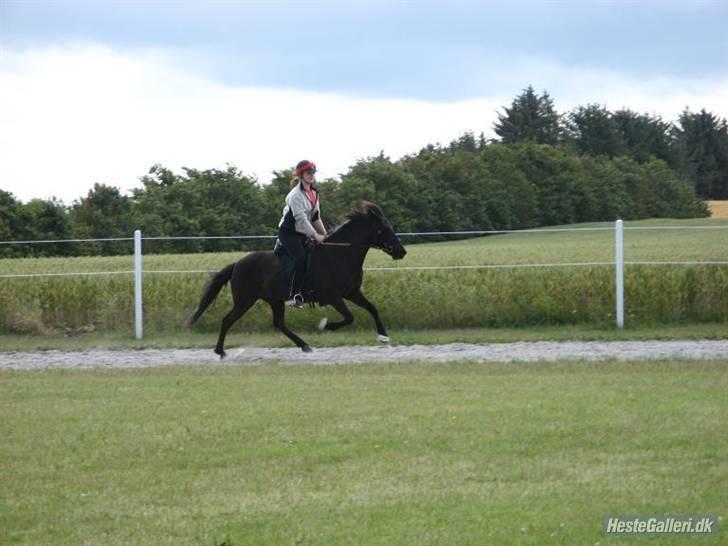 Islænder Bjalla Fra Slette Å solgt - Bjalla i galop til stævne i Juli 08 - Foto : Katrine Rødbro billede 20