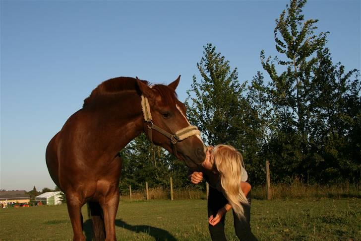 New Forest Stormonts LatinoSOLGT:' ( - Smukke Latino (L) Taget af Line billede 18