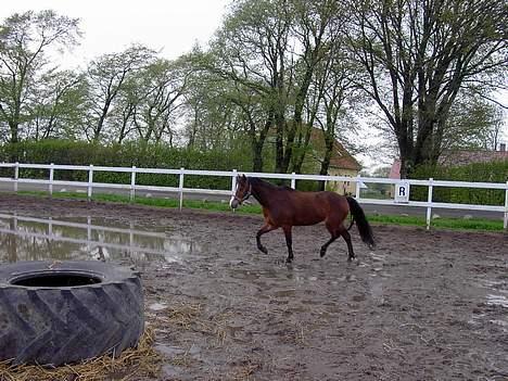 Anden særlig race Cognac R.I.P - Møvsen :] billede 18