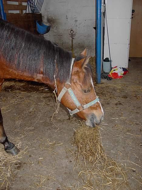 Anden særlig race Cognac R.I.P - Skønne :] billede 19