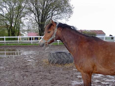 Anden særlig race Cognac R.I.P - Bette skønhed :] billede 20