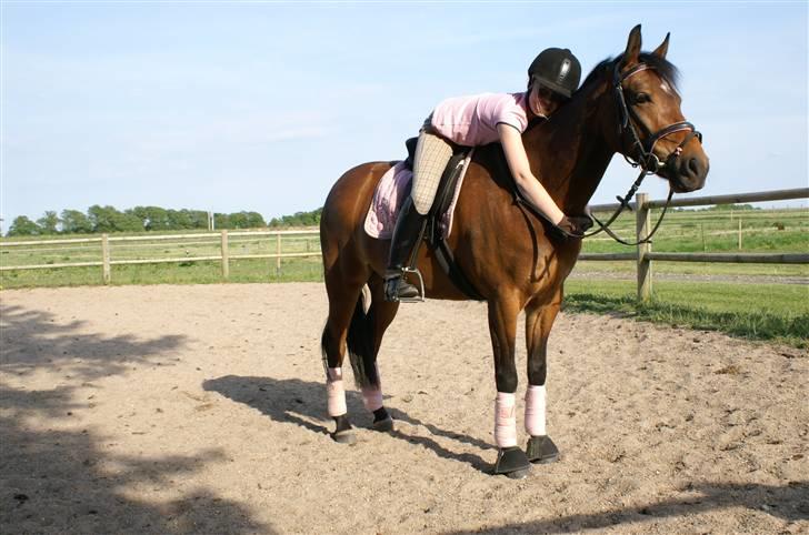 DSP Gloria Søblink - Så fin :) billede 8