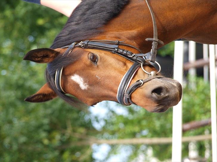 DSP Gloria Søblink - Amsterdam 2010 :) billede 9