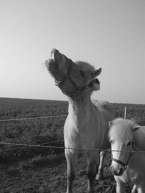 Fjordhest Prins Wilton R.I.P. :'( - MOAR det bare så sjovt det her - her dufter virkelig meget !! ...af røg ! billede 12