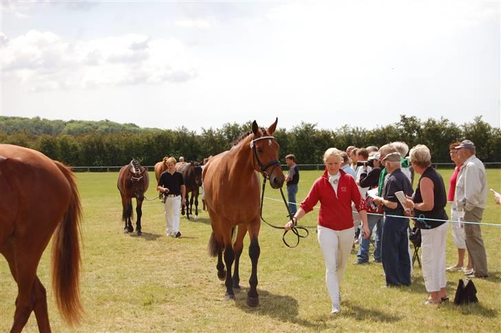 Dansk Varmblod Højgårds Shakira - Til sadelkåringen. Foto: MLH-foto billede 18