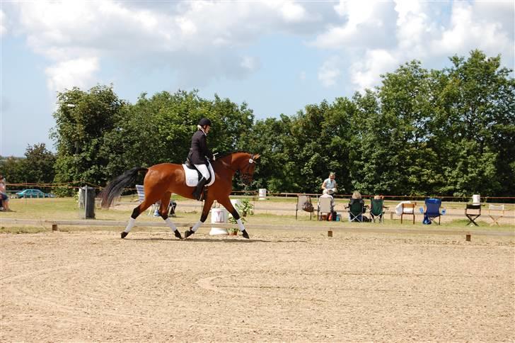 Dansk Varmblod Højgårds Shakira - Helle og Shakira, på opvarmningen til sadelkåringen. Foto: MLH-foto billede 19
